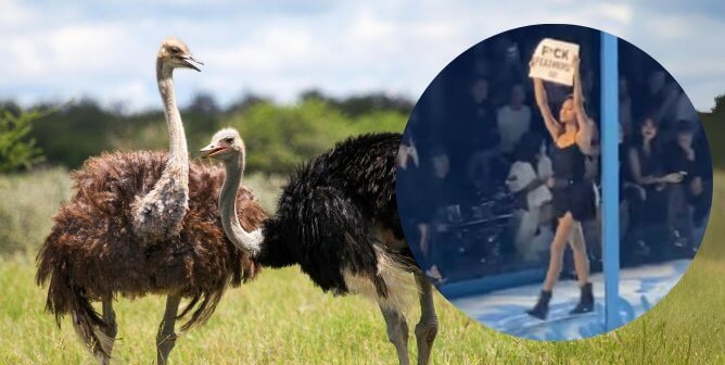 Ostriches in Etosha National Park next to Dior Protester