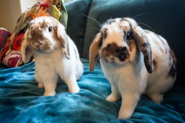 Two rabbits on blue couch