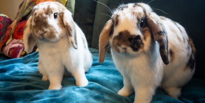 Two rabbits on blue couch