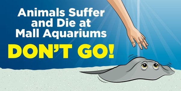 PETA ad that says "Animals suffer and die at mall aquariums. Don't go!" next to hand reaching down for stingray