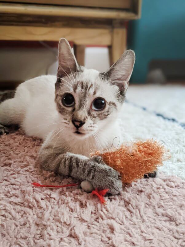 Adoptable Siamese kitten Mr. Baker