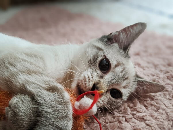 Adoptable kitten Mr. Baker with red cat toy