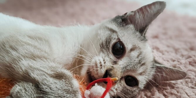 Adoptable kitten Mr. Baker with red cat toy