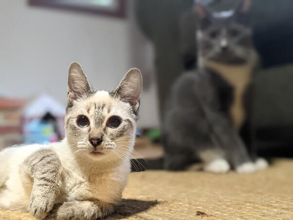 Rescued kitten Mr. Baker with feline friend in background