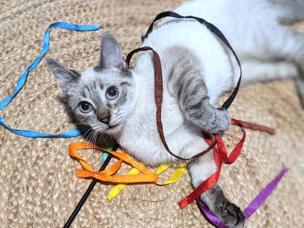 Adoptable kitten Mr. Baker playing with ribbons