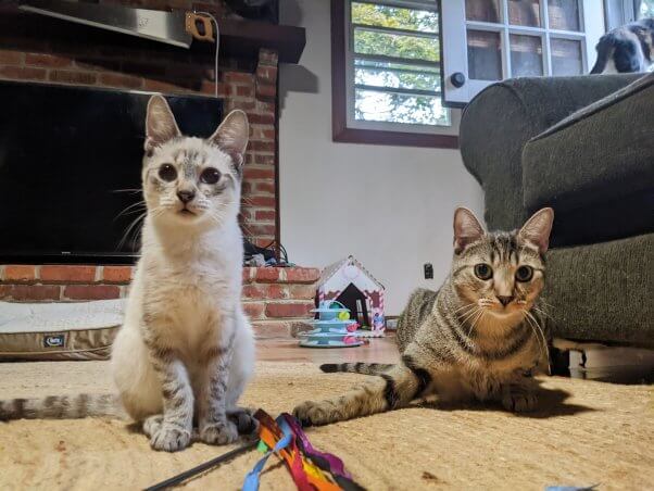 Mr. Baker with feline mentor Archer