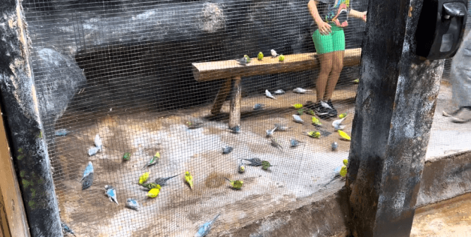 Parakeets on the floor and on a bench during a public encounter at East Idaho Aquarium