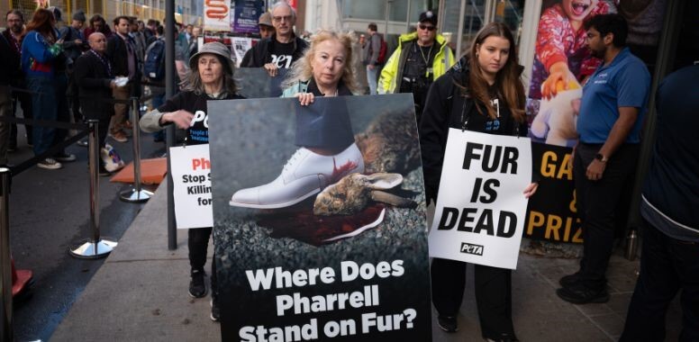 Pharrell Face-Off: PETA Confronts Singer Over Fur Designs at Toronto Film Fest