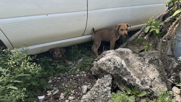 two brown puppies are shown under an abandoned care