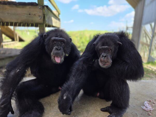 Tonka and Cayleb at sanctuary