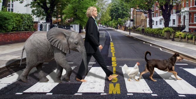 Ingrid walks through a crosswalk with other animals