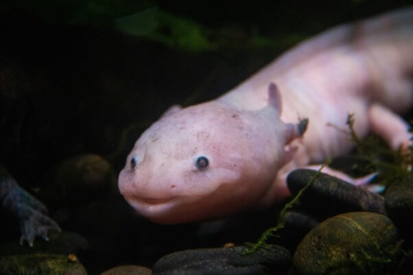 axolotl up close in freshwater