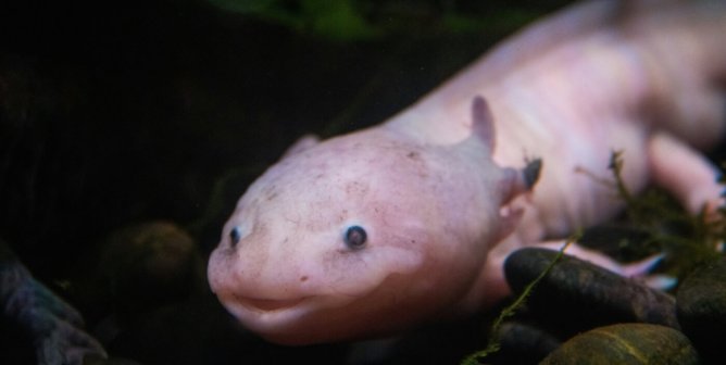 axolotl up close in freshwater