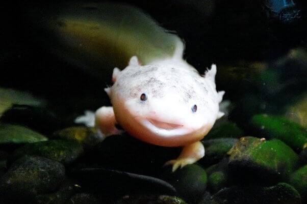 a close up image of an axolotl in freshwater