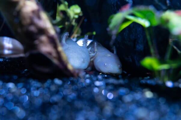 two axolotls huddled together on the bottom of a fresh water lake