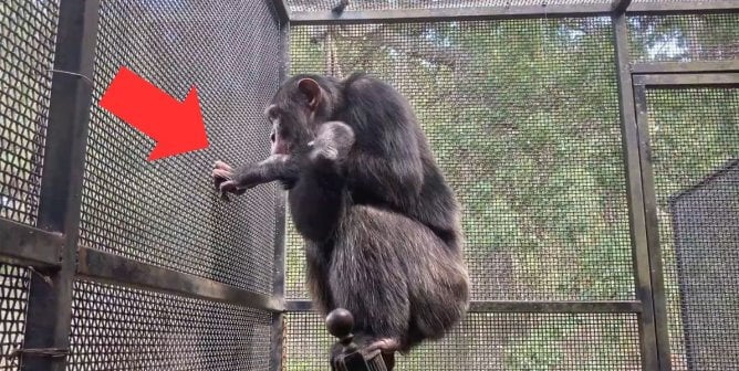 bow the chimpanzee in a barren cage standing on top of a bench