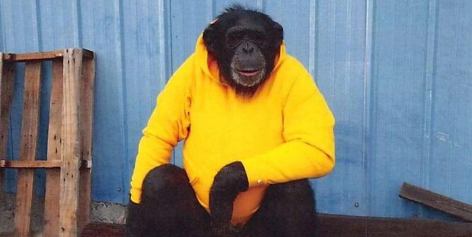 buck chimpanzee in yellow shirt