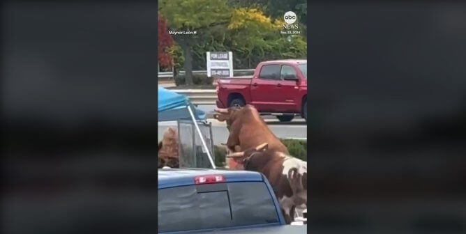 bulls escaping rodeo in massachusetts