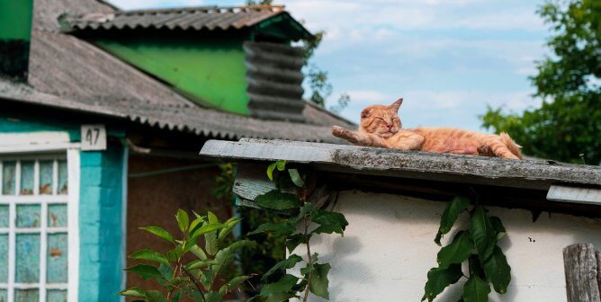 cat on roof in ukraine