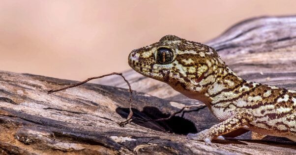 gecko in nature