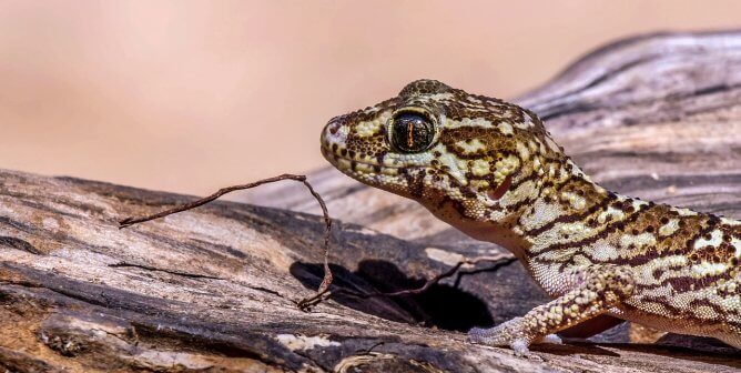 gecko in nature