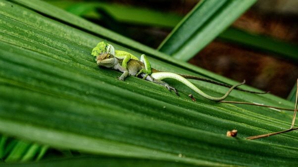 two geckos laying next to one another in nature