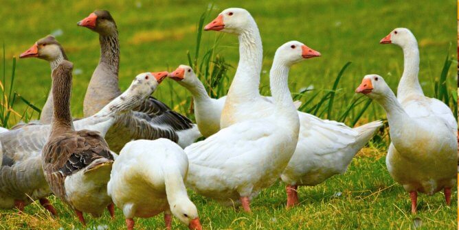 group of geese in the grass