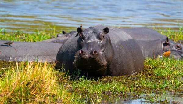 Hippo near water