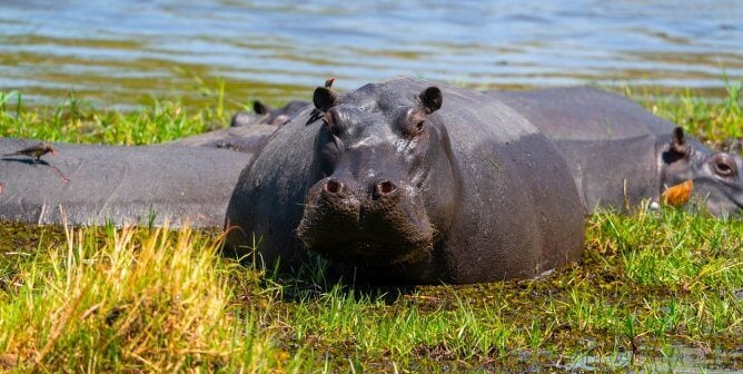 Hippo near water