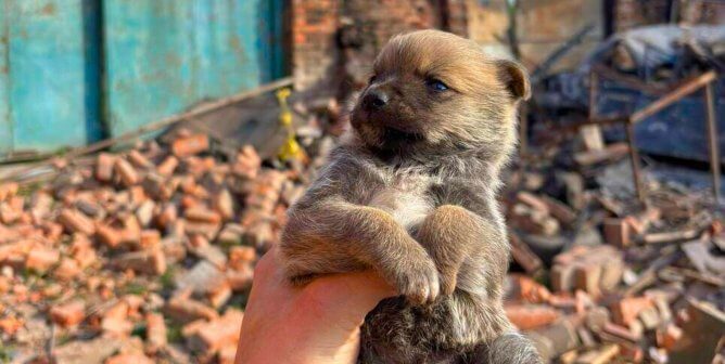 holding small dog in ukraine rescue