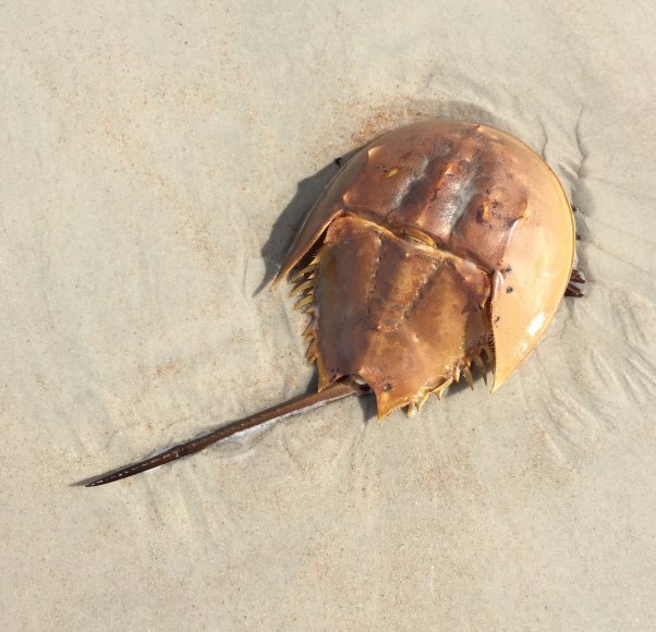 A horseshoe crab on the beach