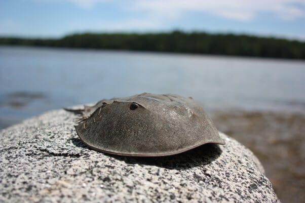 A horseshoe crab on a rock