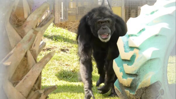 chimpanzee at a sanctuary with grass and a tire