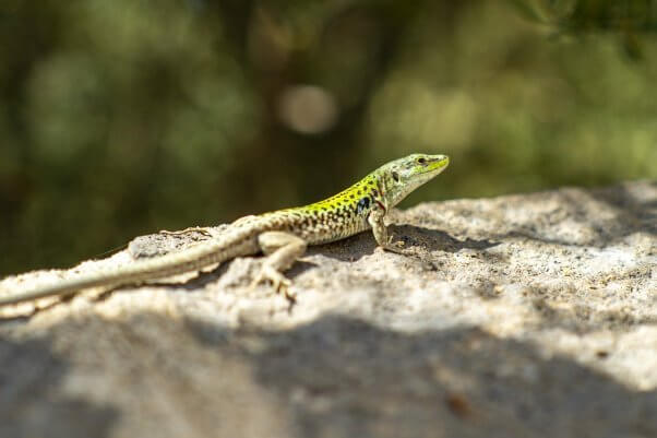 gecko lizard sunning on a rock