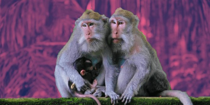 Family of long-tailed macaques with purple background