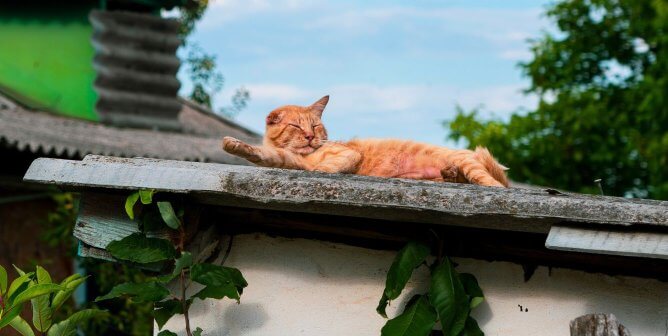 orange cat with missing ear outside