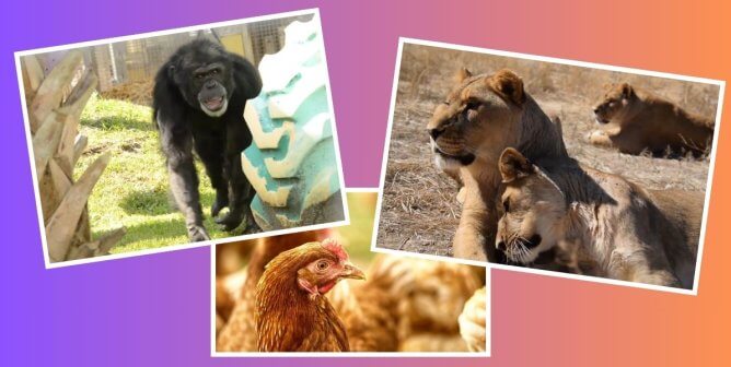 photos of a chimpanzee at a sanctuary, lions at a sanctuary, and hens looking happy all over a gradient background