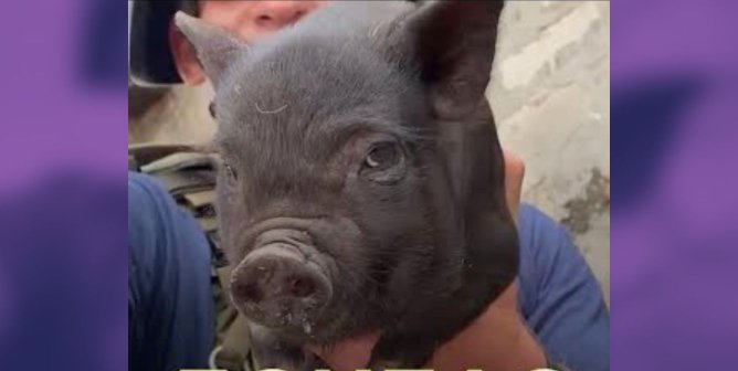 Pig held by rescuer in Ukraine