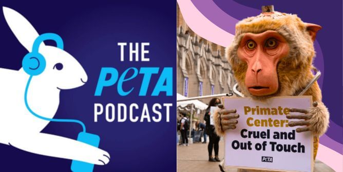 Dorothy mascot at University of Washington, PETA podcast logo