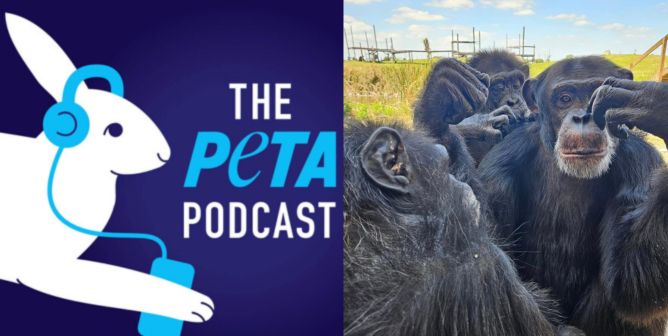 Rescued chimpanzees, PETA podcast logo