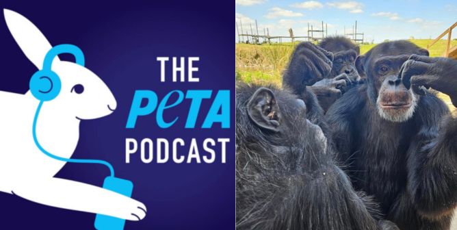 Rescued chimpanzees, PETA podcast logo