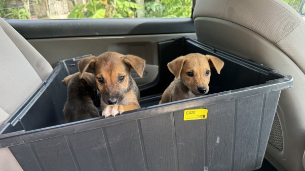 three puppies in a bin secured in a car