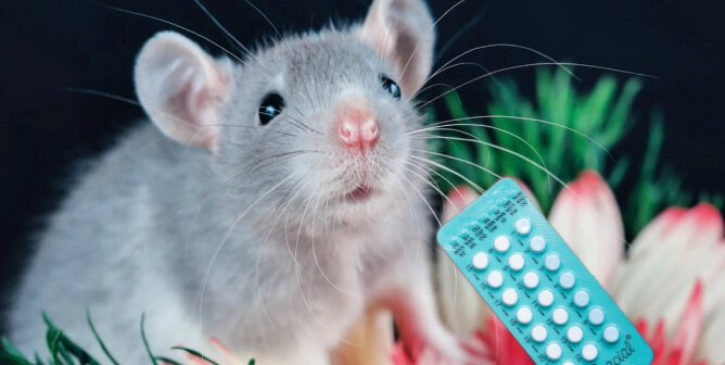 Cute rat next to birth control pills