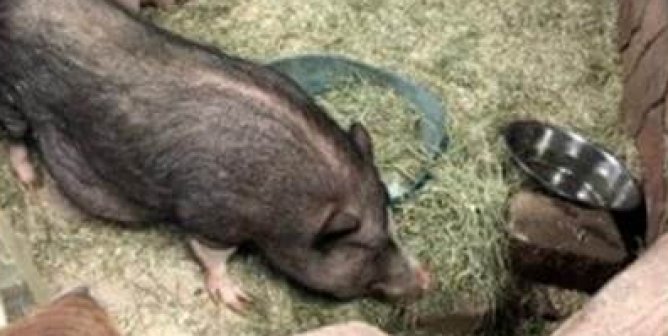 pigs in enclosure at SeaQuest Roseville in Minnesota