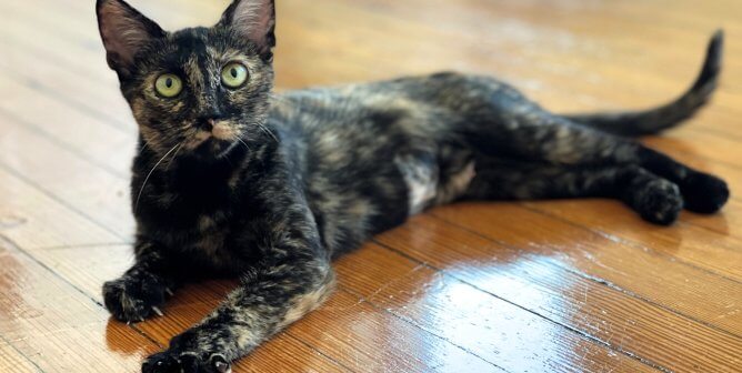 Sporty, an adoptable tortoiseshell cat