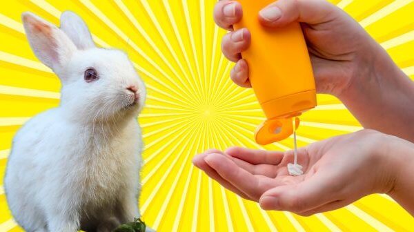 sunscreen and rabbit on yellow background