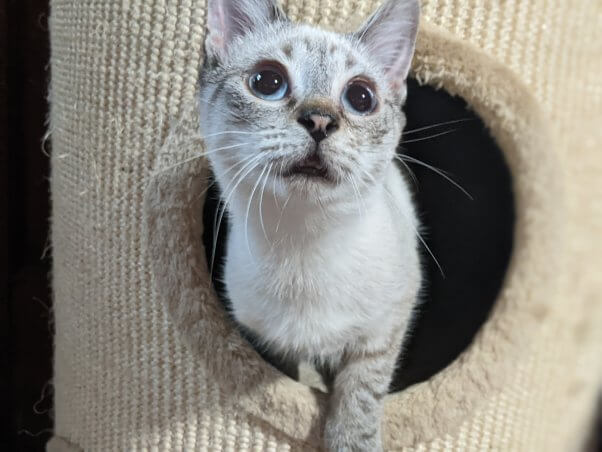 Siamese kitten coming out of cat bed