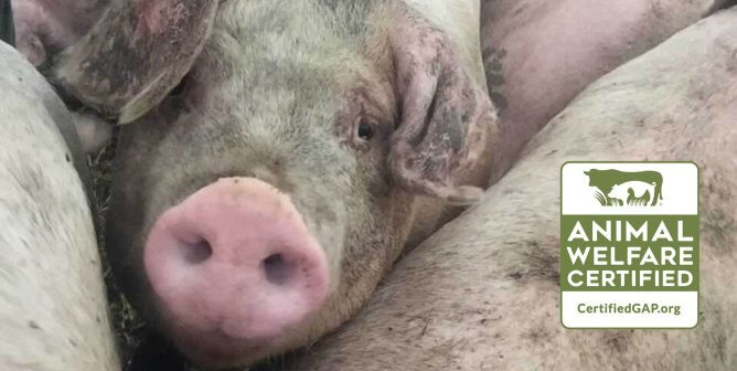 pigs crammed in container with GAP logo