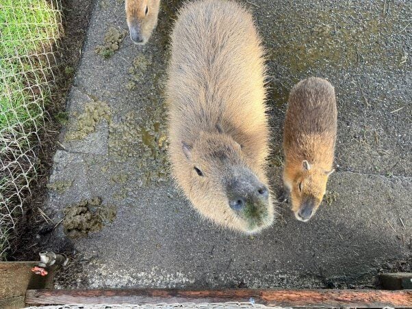 capybaras standing in feces at west coast game park safari