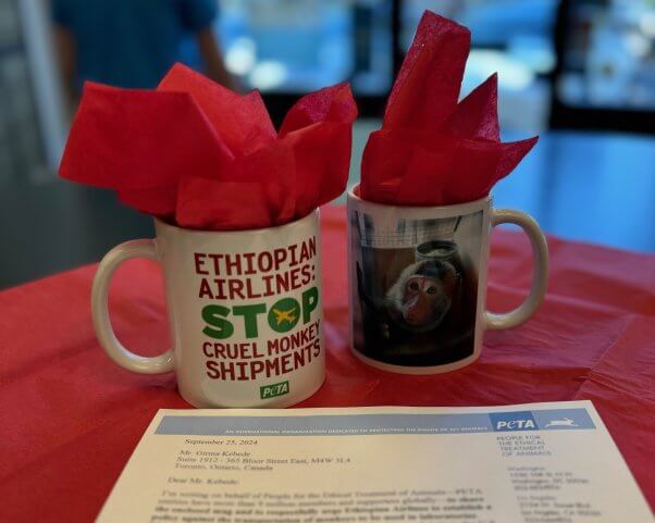 Two mugs with red tissue paper. One has text reading "Ethiopian Airlines: Stop Cruel Monkey Shipments